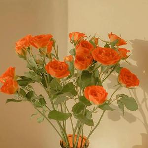 台湾三点的走秀视频大全
